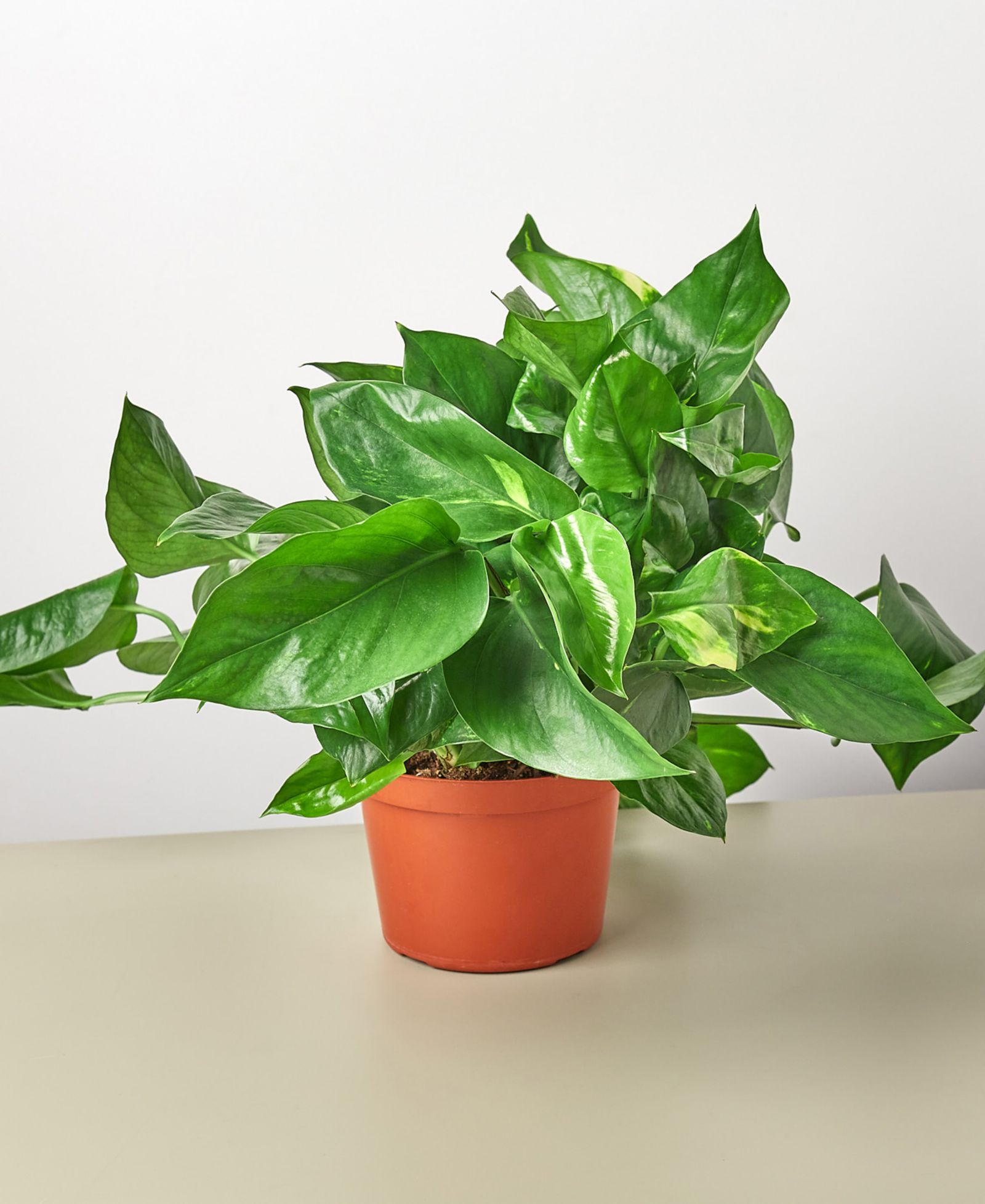 Живое растение Pothos Golden в горшке 6"