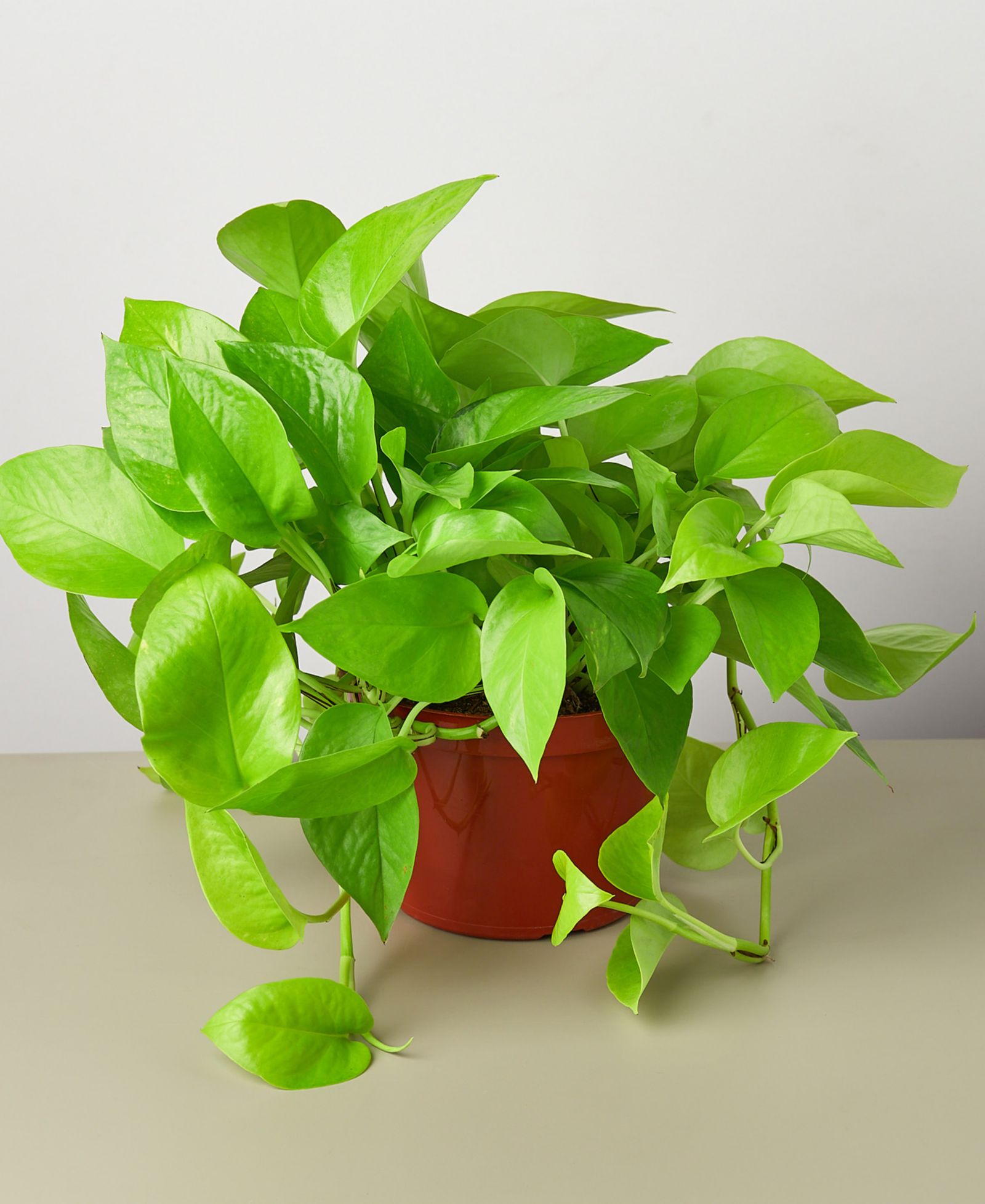 Живое растение Pothos 'Neon' в горшке 6"