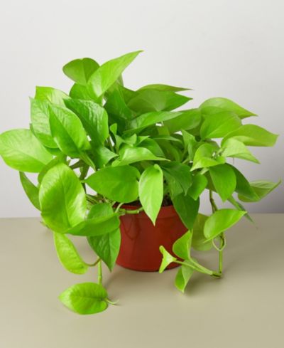Живое растение Pothos 'Neon' в горшке 6"