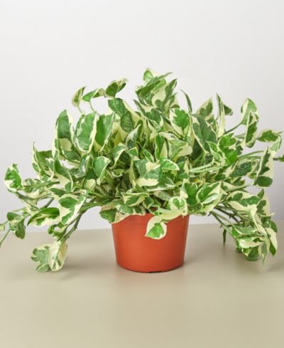 Pothos N'Joy комнатное растение, горшок 6"