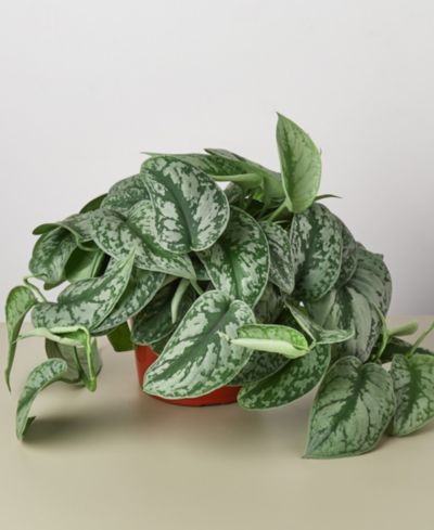 Pothos 'Silver Splash' живое растение, горшок 6"
