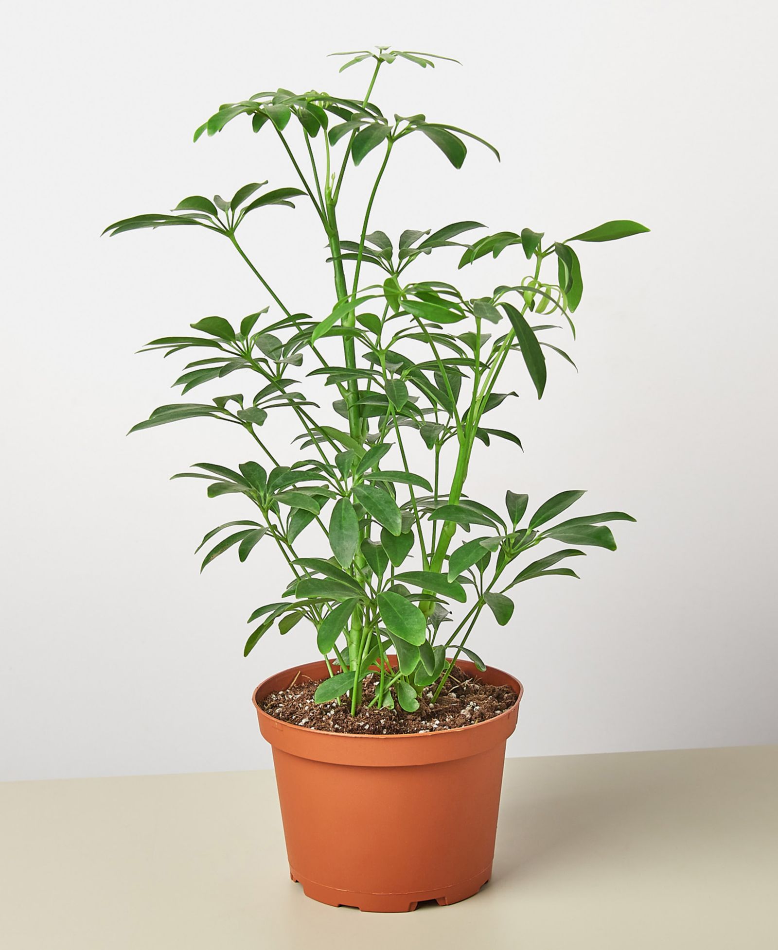 Живое растение Schefflera Arboricola 'Umbrella Plant', горшок 6"