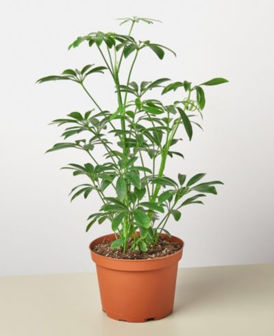 Живое растение Schefflera Arboricola 'Umbrella Plant', горшок 6"