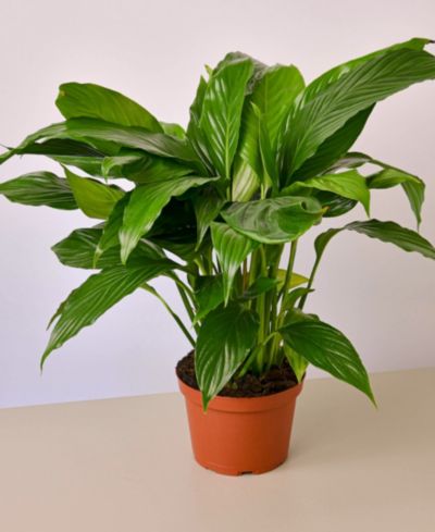Живое растение Spathiphyllum 'Peace Lily', горшок 6"