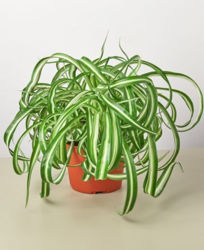 Комнатное растение Spider Plant 'Bonnie' 6" Pot