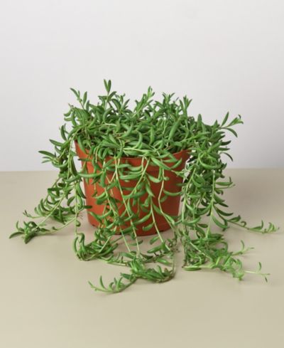 Живое растение Succulent String of Bananas, 6" Pot