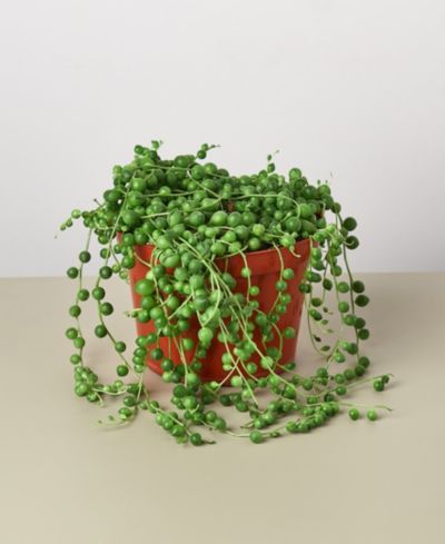 Живое растение Succulent String of Pearls, горшок 6"