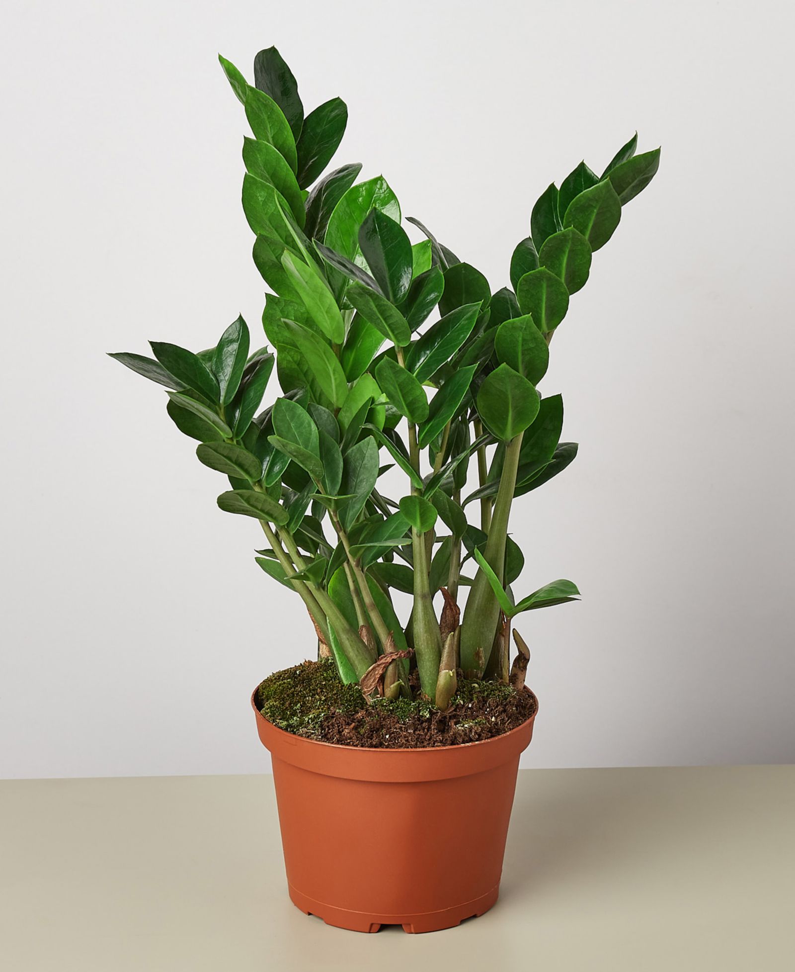 Живое растение Zamioculcas Zamiifolia 'ZZ', горшок 6"