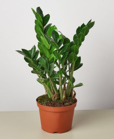 Живое растение Zamioculcas Zamiifolia 'ZZ', горшок 6"