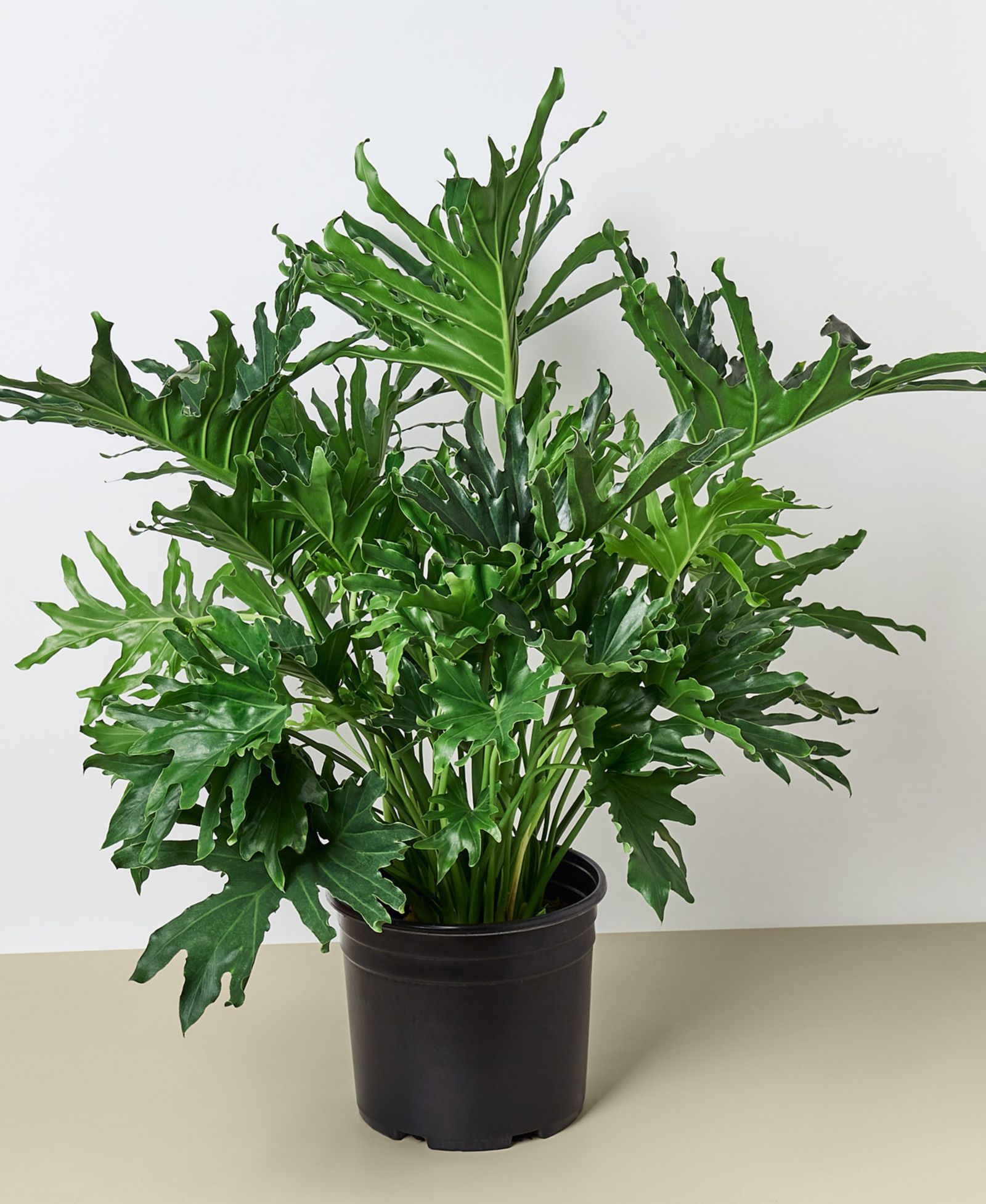 Philodendron 'Lickety Split' живое растение, горшок 8"