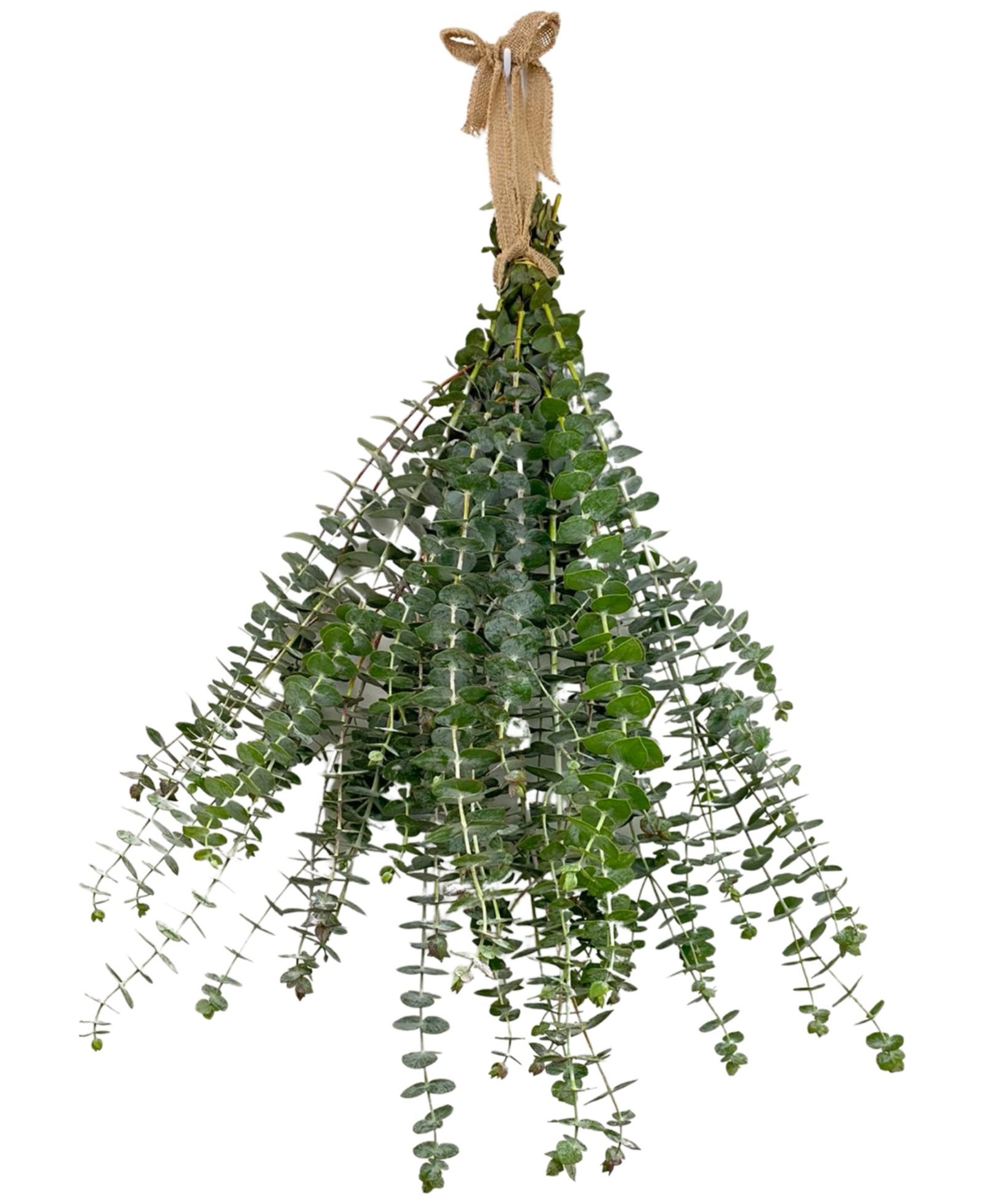 Букет GreenishBlu Fresh Baby Blue Eucalyptus