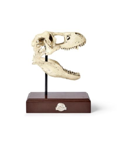 Реплика черепа Tyrannosaurus Rex Jurassic World 9x8 Inch