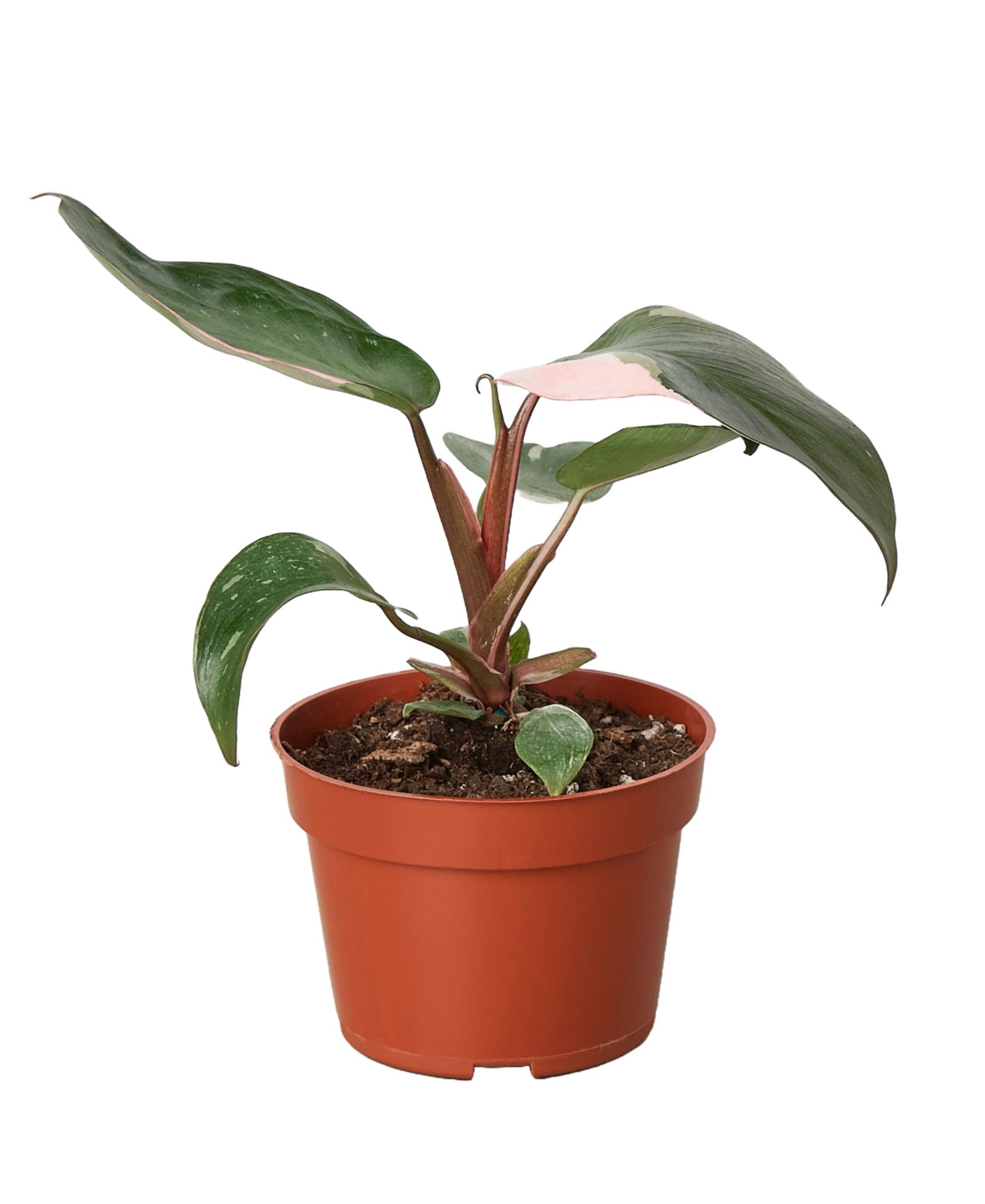 House Plant Shop филодендрон Pink Princess в горшке 4"