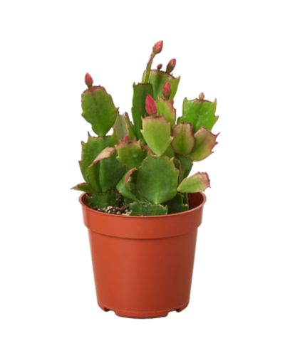 House Plant Shop Рождественский кактус Zygo в горшке 4"