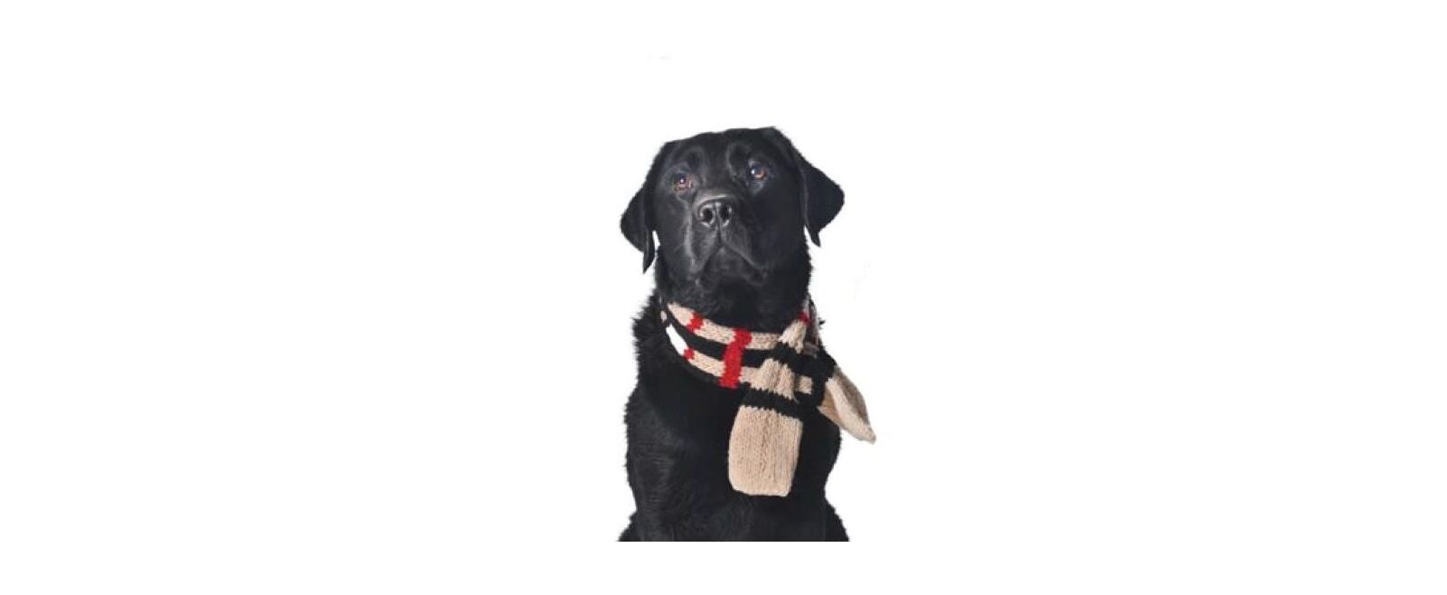 Chilly Dog M TAN PLAID SCARF