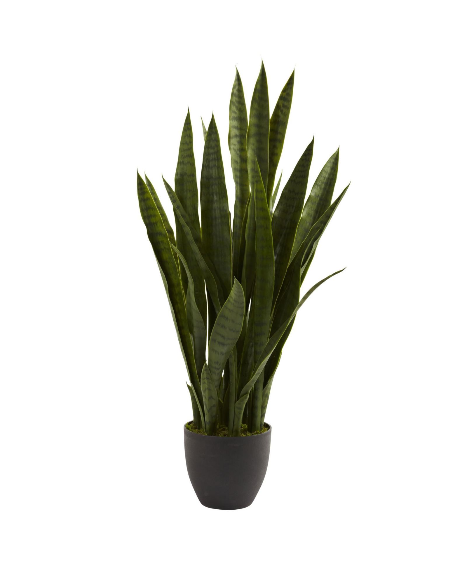 Slickblue растение Sansevieria в черном кашпо