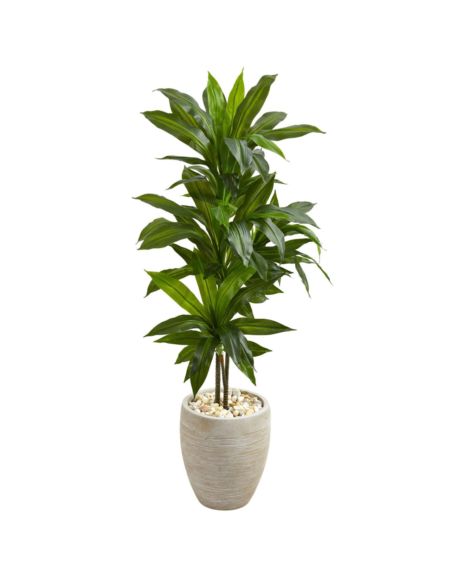 Декоративное растение Slickblue Dracaena в песочном кашпо