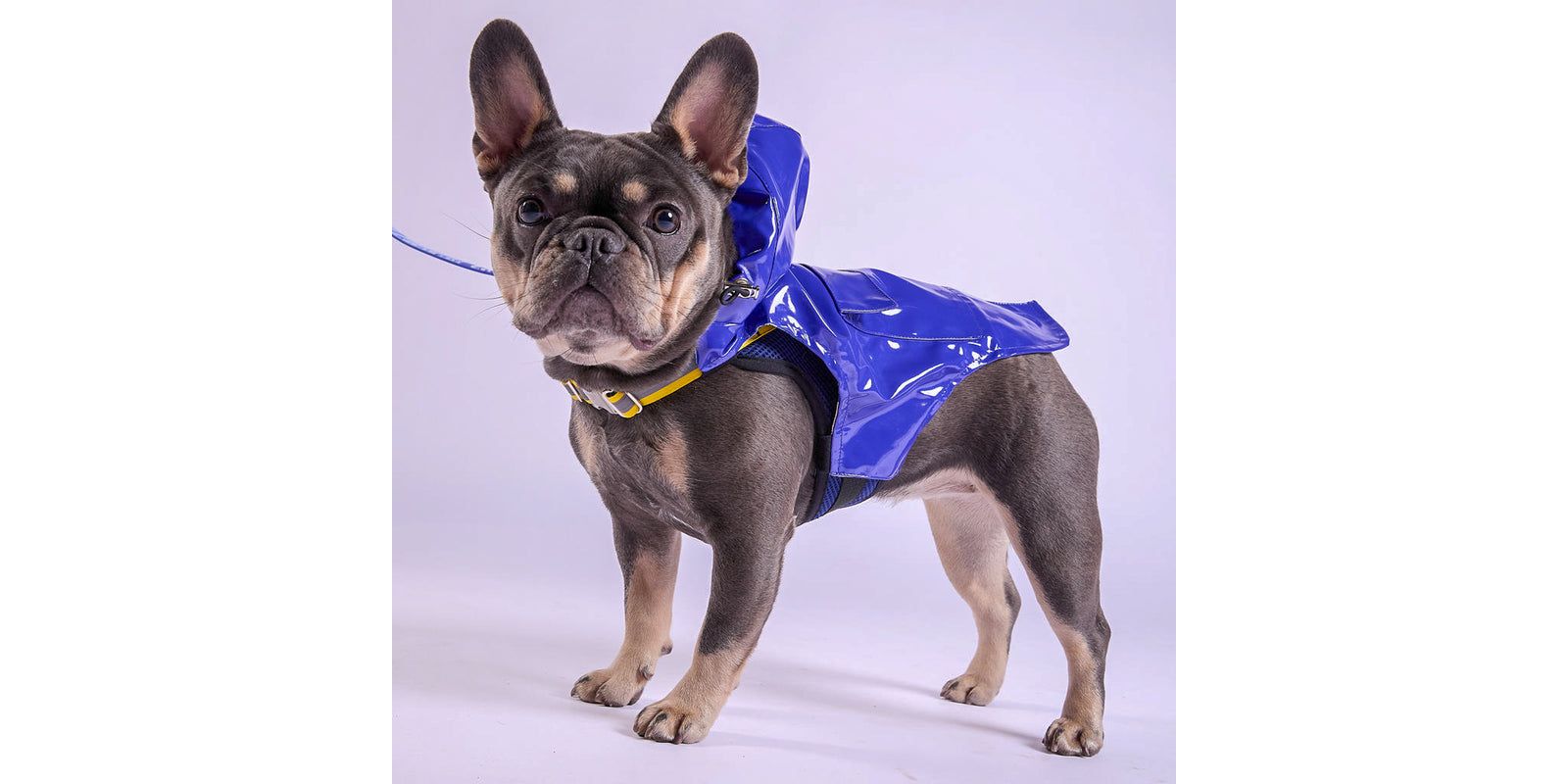 Tommy Bahama Pet Raincoat & Apparel Harness - Blue, XS