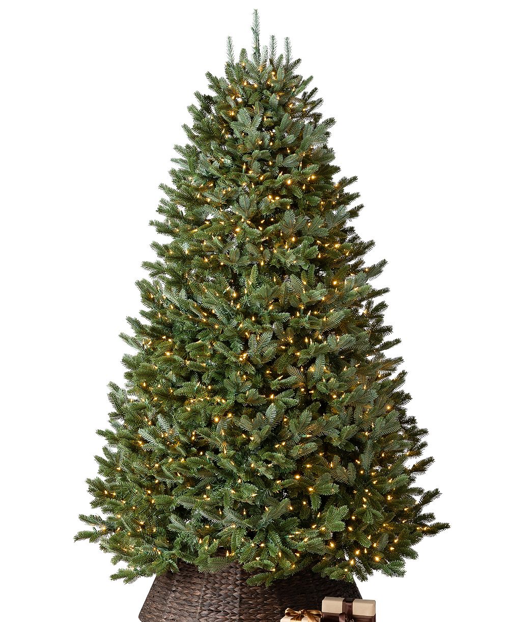 BH Fraser Fir|7.5|LEDC