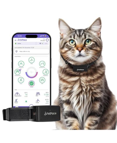 Ошейник для мониторинга здоровья кошек Petpace