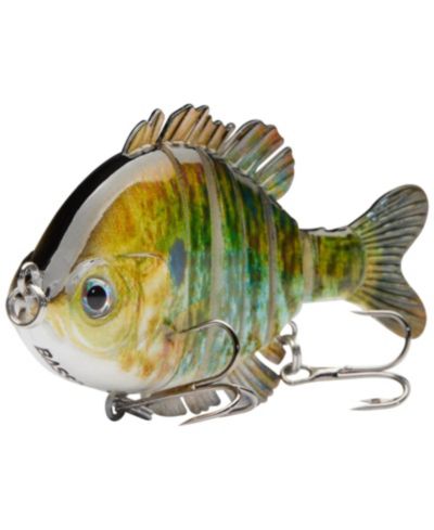 Blue gold pumpkinseed