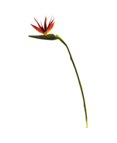 Nearly Natural Искусственный цветок Bird of Paradise, 38-In. Large, Set of 4