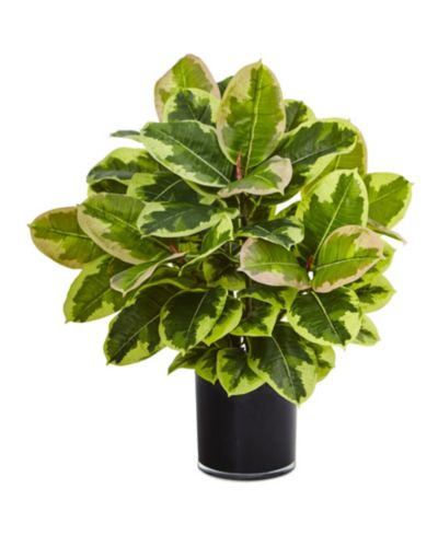 Искусственное растение Nearly Natural Rubber Plant in Glossy Cylinder